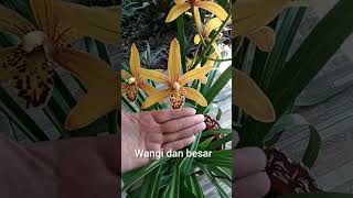 Berhasil Membungakan Cymbidium Chens Ruby Tanpa Pupuk shorts
