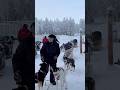 Husky köpekleri tura başlamak için sabırsızlanıyor 🇫🇮🐾 Hava inanılmaz soğuk