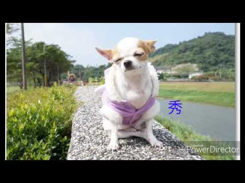 秀蘭瑪雅 - 風過雨無停