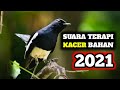 Pancingan Andalan Kacer Setres Langsung Bunyi Mp3 - Mp4 Download