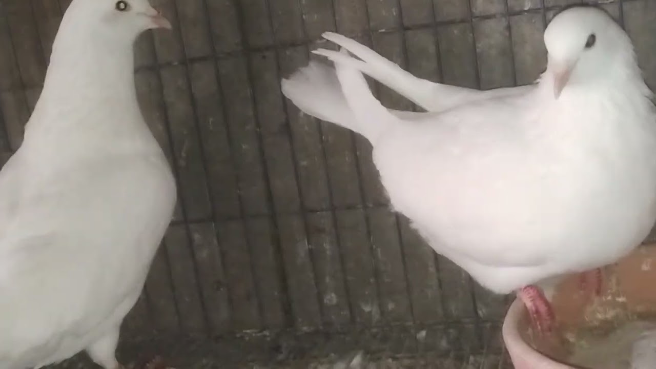 قص شغال دكر كيرنو ونتاية لاحم فى كيرنو