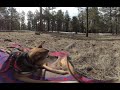 Dog Relaxing in Forest, Late Winter, VR 180 6k