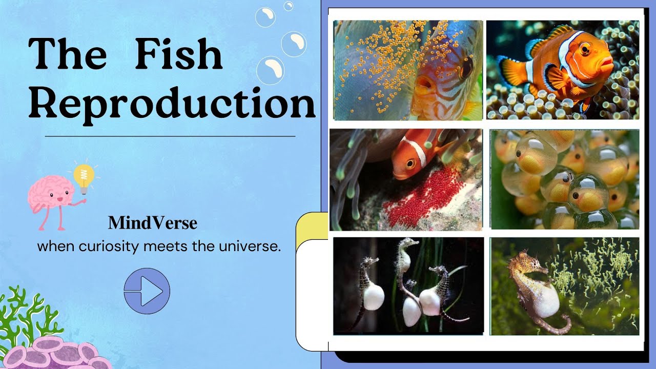 Reproduction of Fish