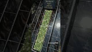 Download Lagu Bew Cover akustik Davi sumbing - Di tepian rindu MP3