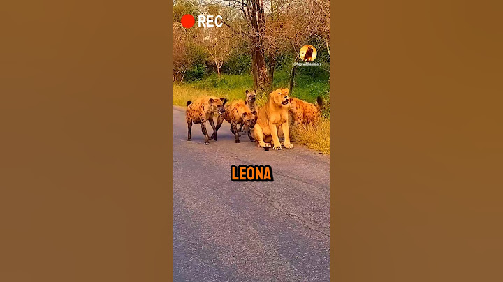 León defiende a su leona de una hienas #animales #mundoanimal #leon #animals