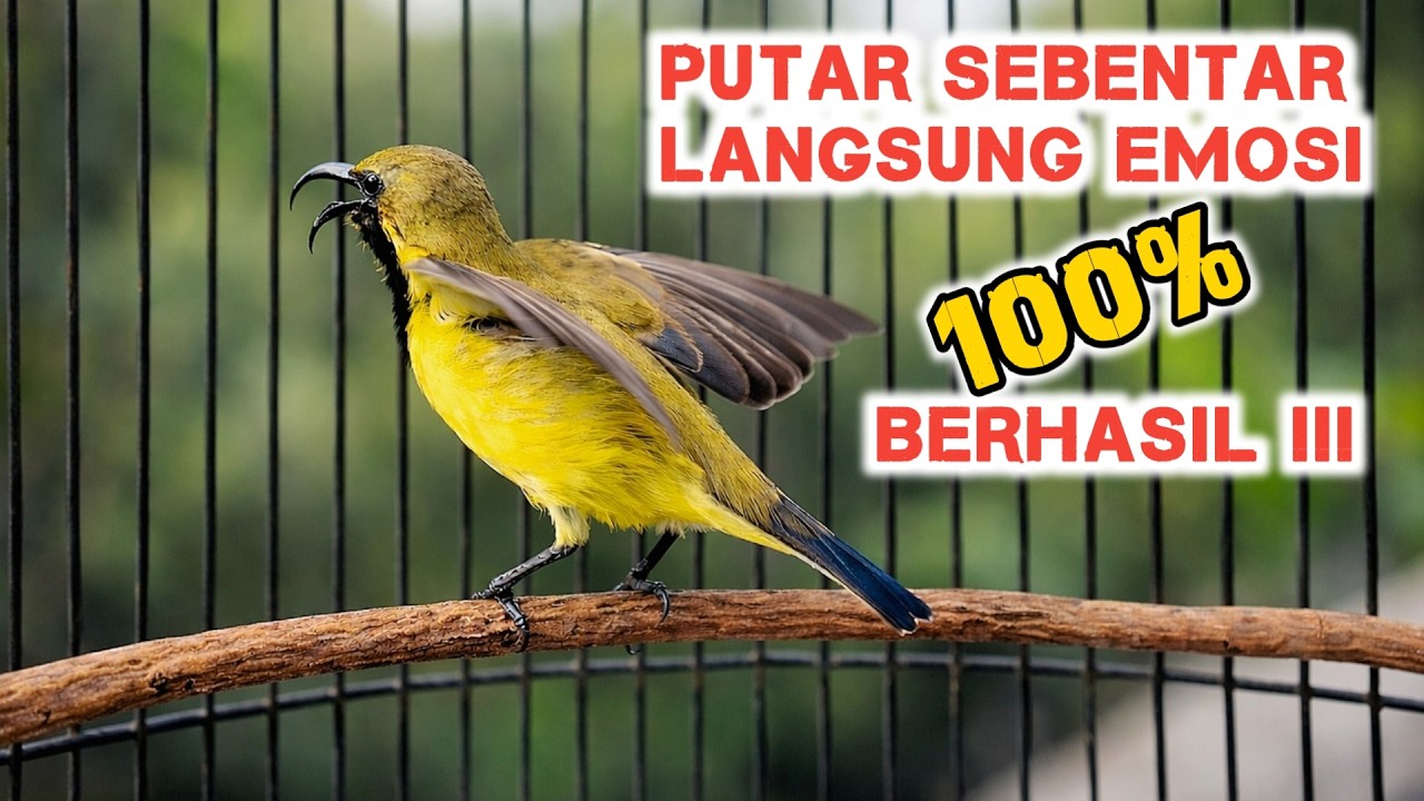 Pancingan Sogon Agar Bunyi, Ampuh Bikin Sogon Langsung Emosi Nembak Ngleper