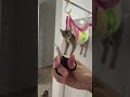 How To Trim Your Cat S Claws Shorts 