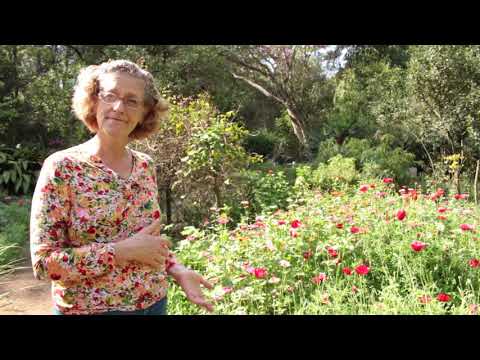 Vídeo: Planta de papoula da Islândia: dicas para cultivar papoulas da Islândia