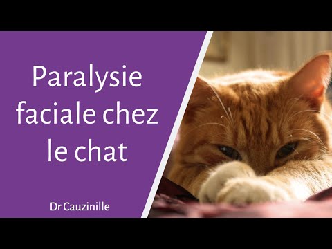 Vidéo: Paralysie De La Mâchoire Chez Les Chats