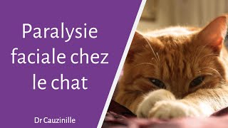 La Paralysie Faciale Chez Le Chat