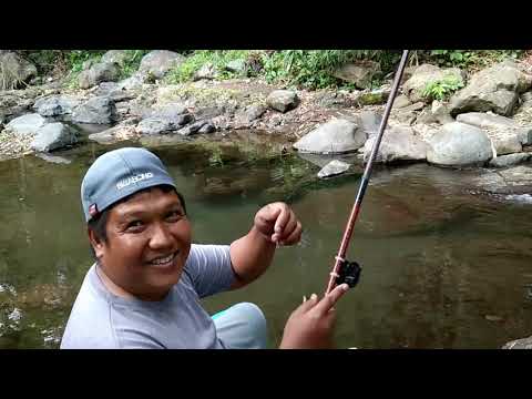 Strike bertubi-tubi ikan wader