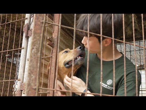 Video: Suņi, kas tiek izglābti no kaušanas, nesatur viņu aizrautību