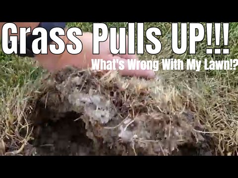 Video: Cosa sono i Billbugs: scopri i danni e il controllo del prato di Billbug