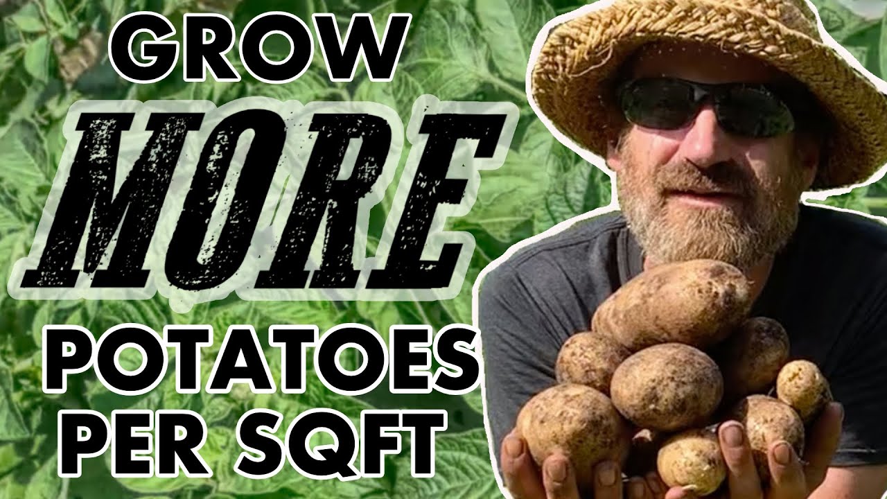 Growing Potatoes In Buckets, Bags & Containers - YouTube