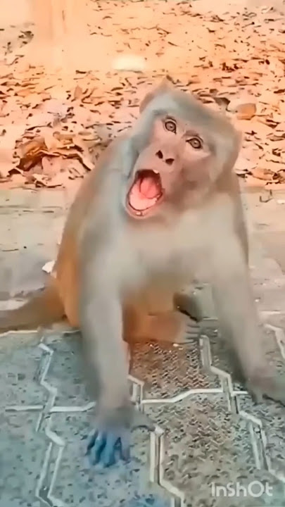 cute thrush 🐧💞 & monkey 🐒 funny 🤣#funnyvideos #thrush #monkey #viral #video #funny #cute #shorts