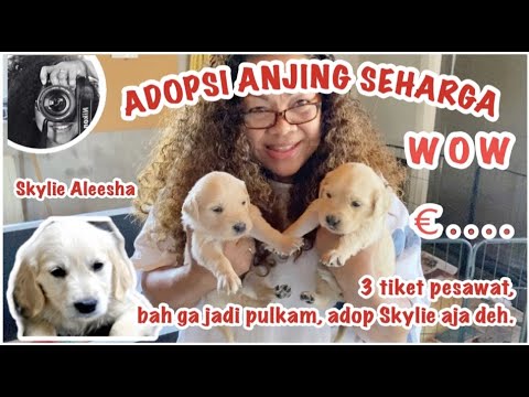 Video: Adopsi-A-Anjing