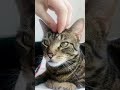 Pet Your Cat Like This He&#39;ll Love You - How to Pet a Cat the Right Way - #Shorts