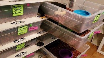 Feeding my ball python collection 042620. WARNING LIVE FEEDS⚠️