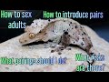 Complete Guide To Breeding Crested Geckos PT 1.