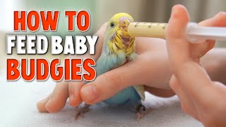 How to Hand Feed Baby Budgies