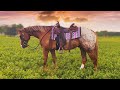(𝐒𝐎𝐋𝐃)“𝙲𝚑𝚊𝚛𝚕𝚒𝚎” -6 yr. old Beautiful Appaloosa gelding. Lot602 Waverly Midwest Horse Sale