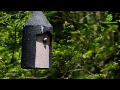 Video: Kam umístit ptačí budky?