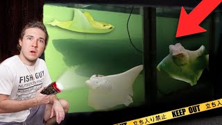 DON’T BUY Live SEA CREATURES From The AIRPORT… *gone wrong*