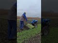 Осенняя фрезеровка горчицы мотоблоком/milling mustard with a walk-behind tractor #kentavr #кентавр