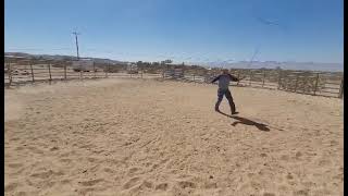 Pony boy in the round pen (first time with me)