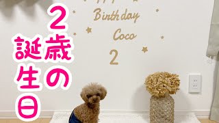 【㊗️２歳】飾り付けをして愛犬ココの誕生日をお祝いしました⭐︎