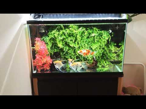 【アクアリウム】60cm水槽 レイアウト 人工水草のみ