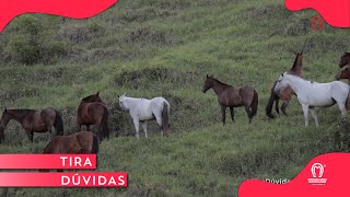 Tira Duvidas - A Minha Égua Pariu E Não Tá Dando Leite O Que Eu Faço?