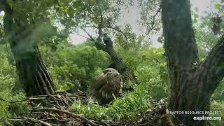 Decorah eagles 8\/10\/20 D35 \& D36 arrives at nest, squeeing, but no fish delivery