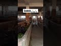 Gaushala Seva #viral #shortsvideo #cow #seva