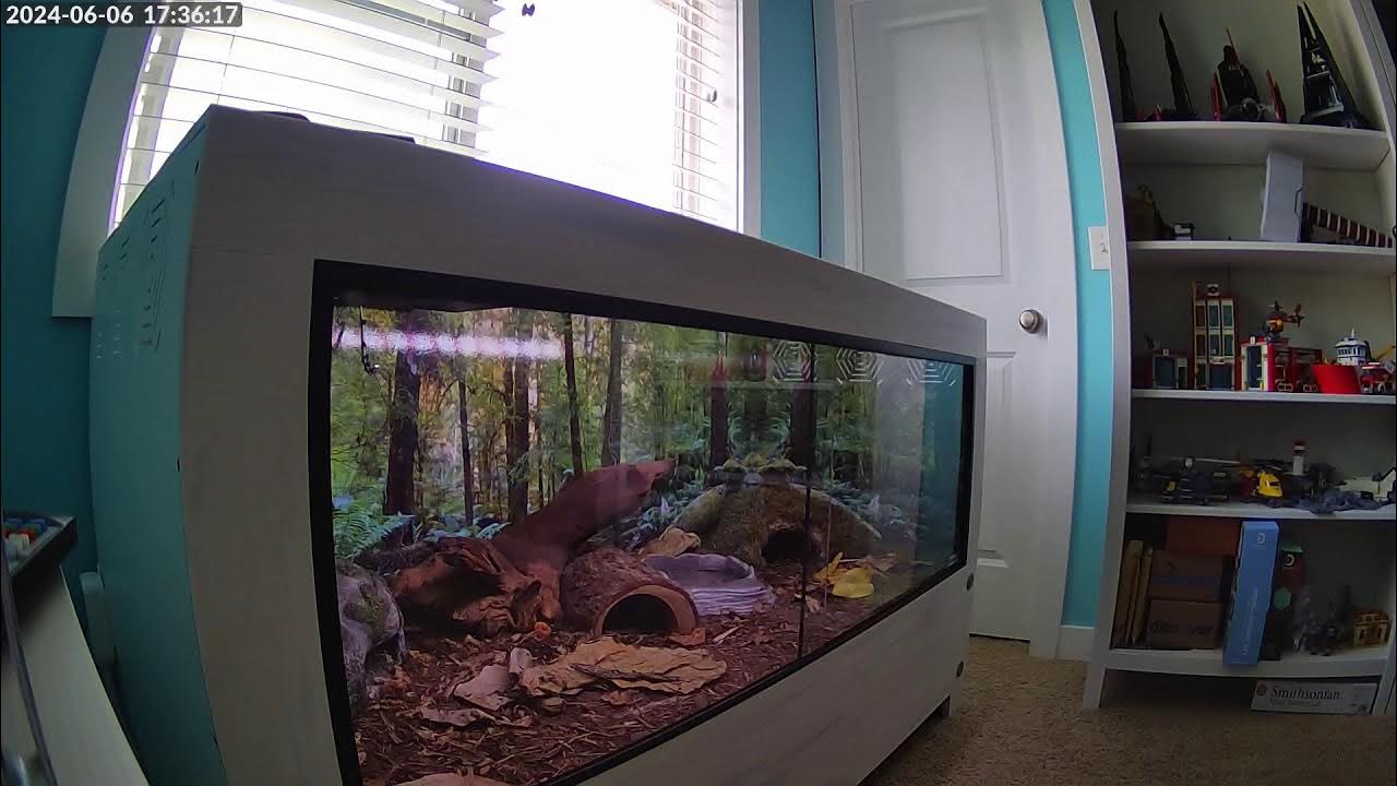 Mr. Slinky the Ball Python Enclosure Setup YouTube