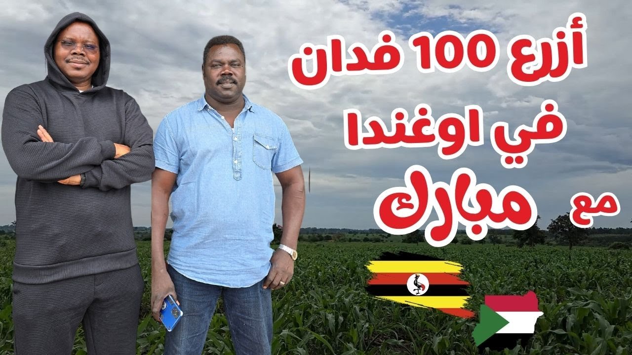 أزرع 100 فدان في اوغندا |  تجربة مبارك | 