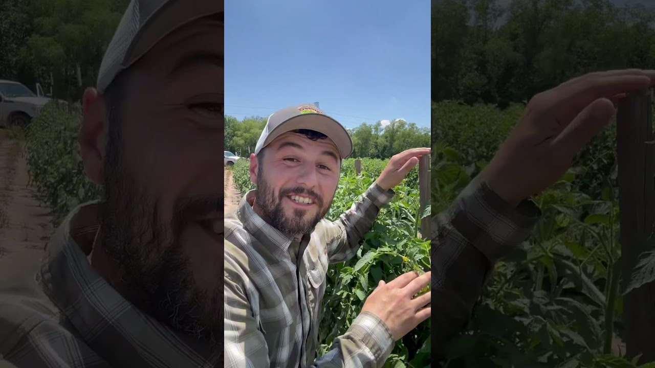 Grow MORE tomatoes, in a shorter time 