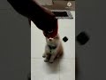 Sweet and cute kitten play kittylove  kittyfunny omg  catlovers cat.s