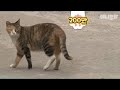 벽 속에 갇힌 친구를 구하기 위해 이 고양이가 한 행동 l Righteous Cat Takes A Move To Save A Friend Stuck Inside The Wall