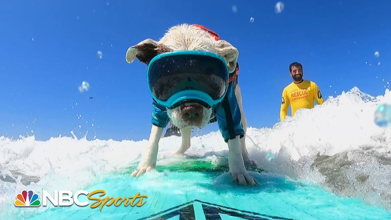 Faith the American Pitbull Terrier SURFS to victory at the Incredible Dog Challenge! | NBC Sports