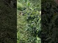 no podemos descuidar nuestro café