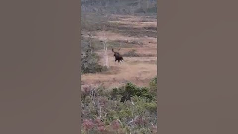 Newfoundland Moose Hunting-