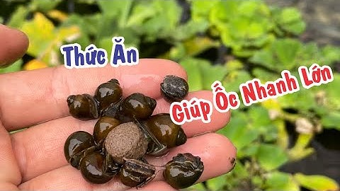 THỨC ĂN GIÚP ỐC NHANH LỚN VÀ NGỪA BỆNH TRÊN ỐC BƯƠU ĐEN || MÔ HÌNH NUÔI ỐC BƯƠU ĐEN
