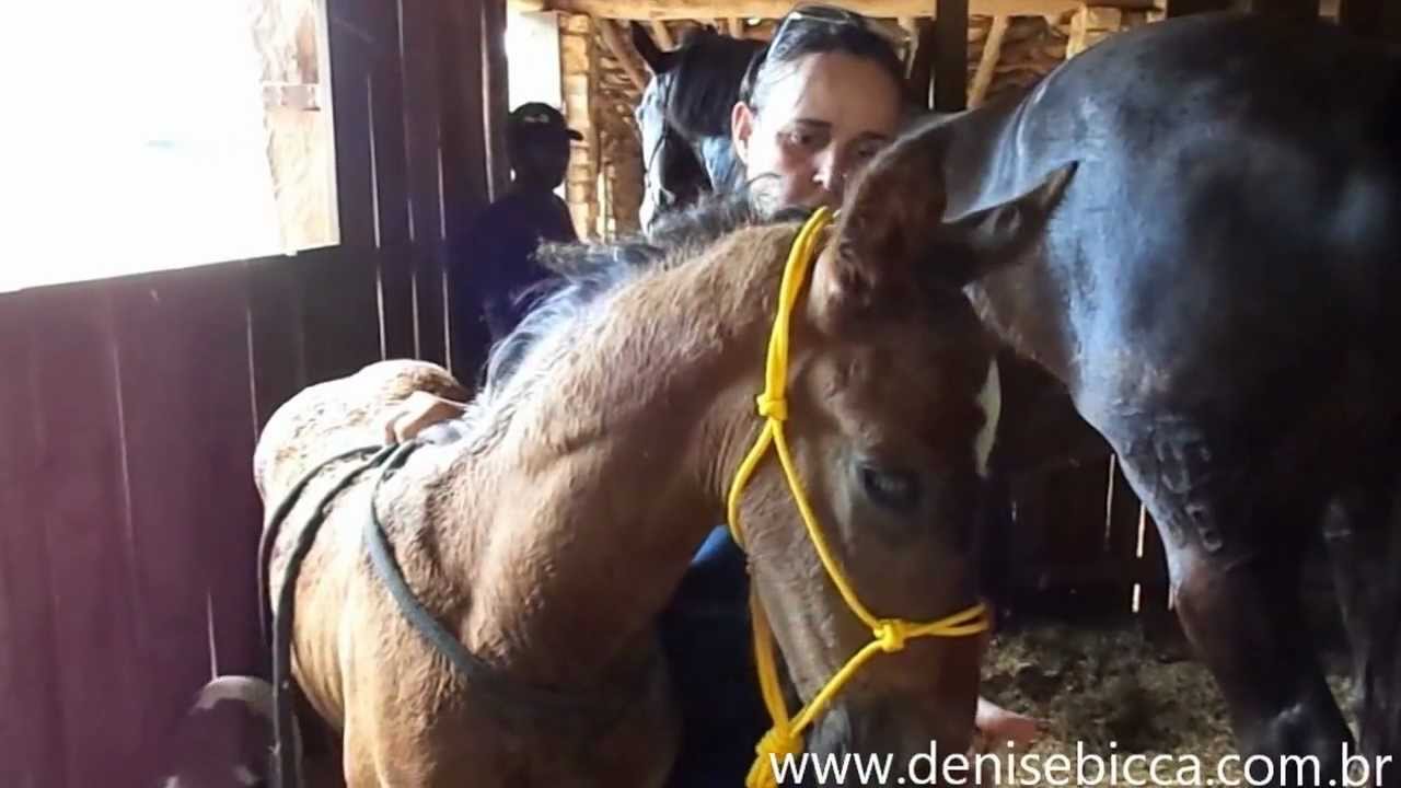 Buçal de Corda para cavalos