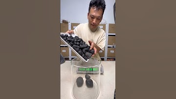 Cách ngâm rượu sâm ô linh #挖乌灵参 #赶山人玉永 #khampharungcungyuyongphan