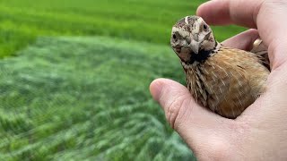 Весна! Разведка и ловля дикого перепела, 25 апреля, первый!)