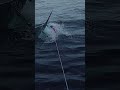 GIANT 800LB BLUE MARLIN - KONA HAWAII @waterman241