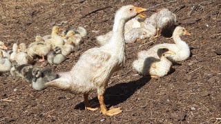 Gazdar Surətlə Inkişaf Etməydədi ,Hec Bir Vitaminsiz Dərmansız