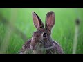 Watching Baby Rabbits Grow Up In Our Yard