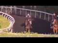Dan Hutchinson on Hombre Rojo's prep for tonight's UAE 2,000 Guineas